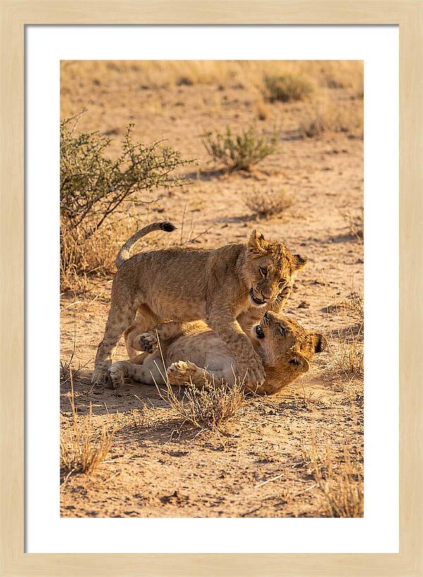 African Lion Cubs Playing Together