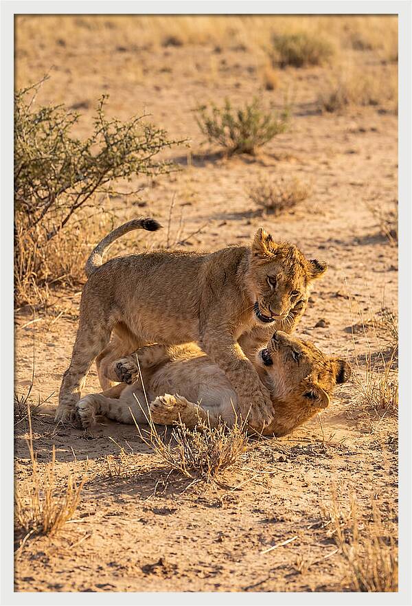 African Lion Cubs Playing Together