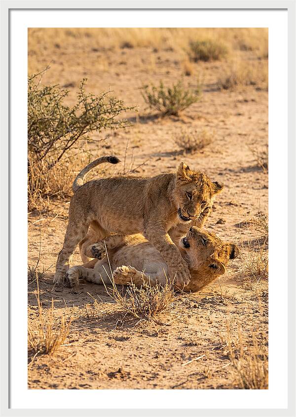 African Lion Cubs Playing Together