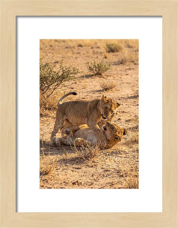 African Lion Cubs Playing Together