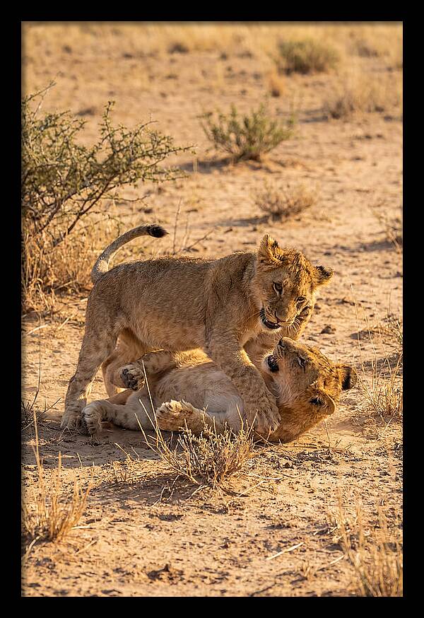 African Lion Cubs Playing Together