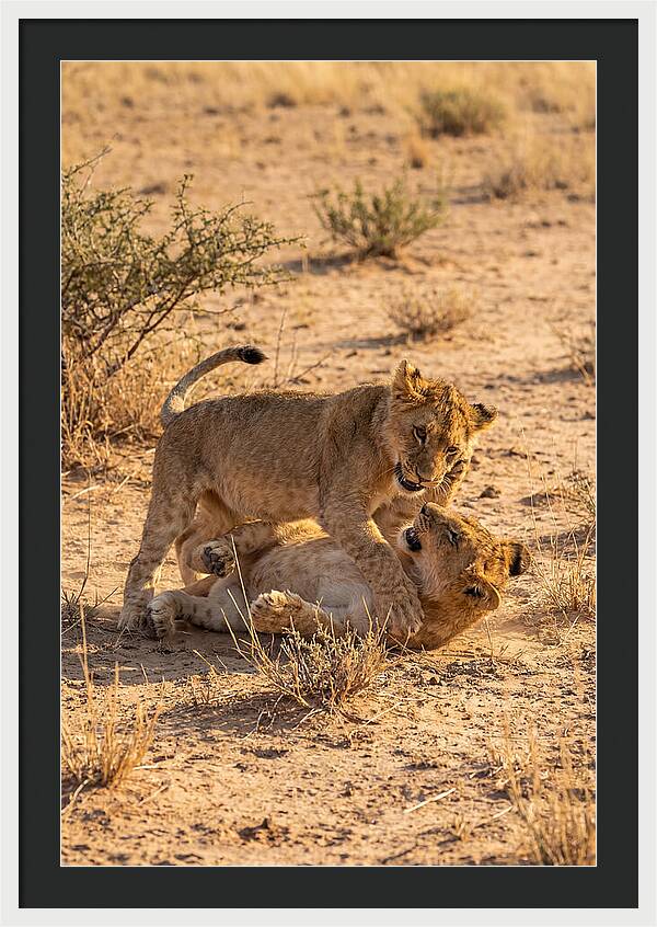 African Lion Cubs Playing Together