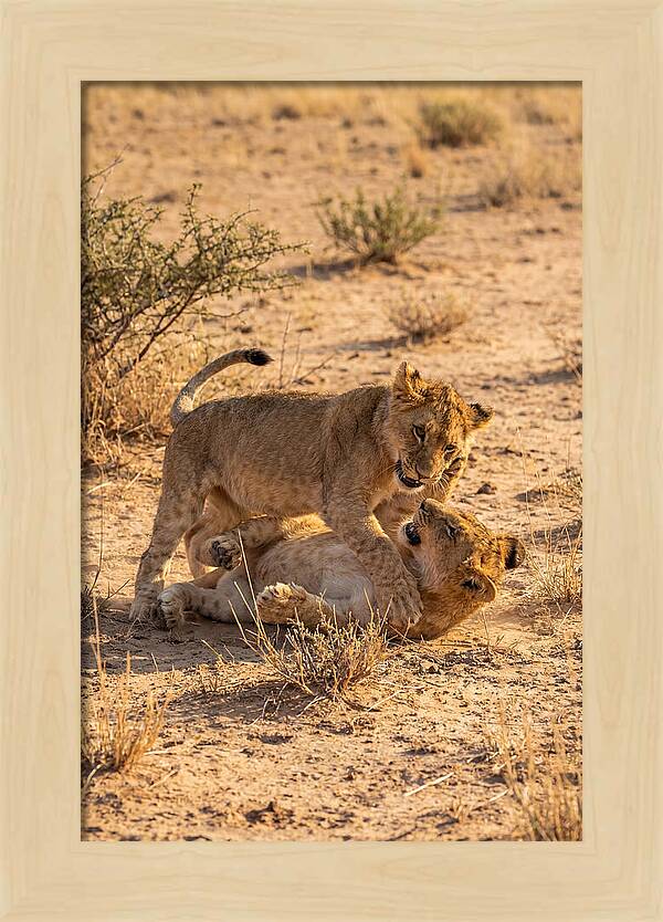 African Lion Cubs Playing Together