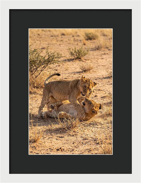 African Lion Cubs Playing Together