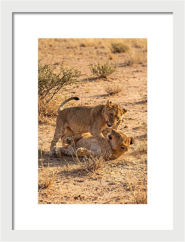 African Lion Cubs Playing Together