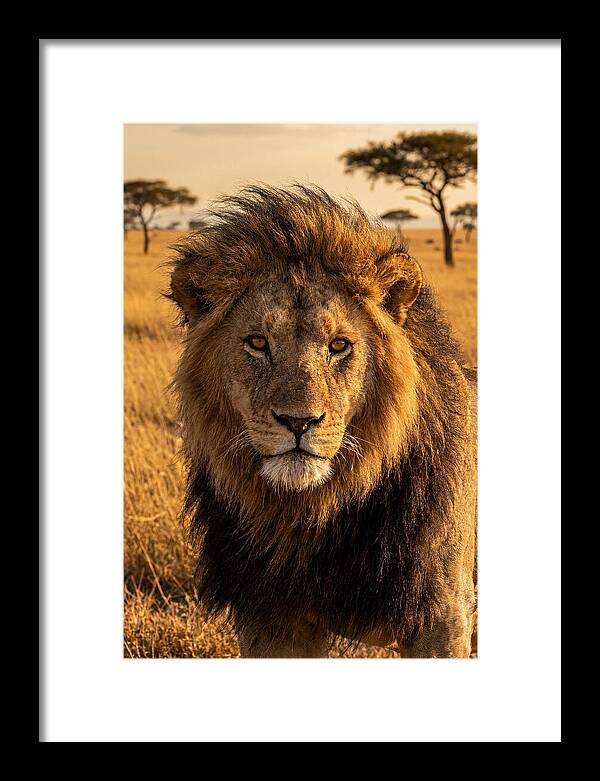 African Lion Majesty