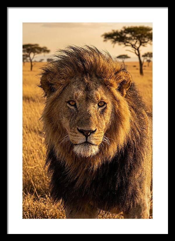 African Lion Majesty