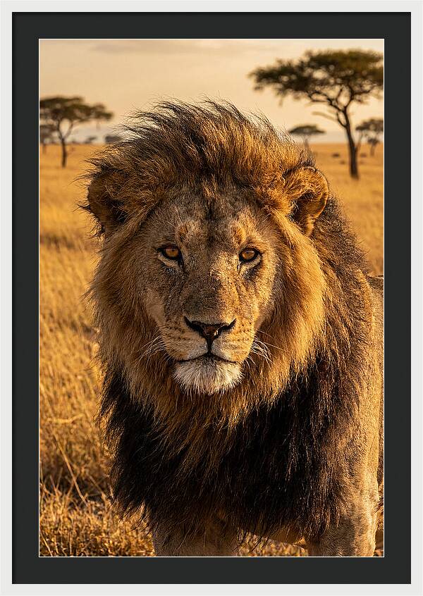 African Lion Majesty