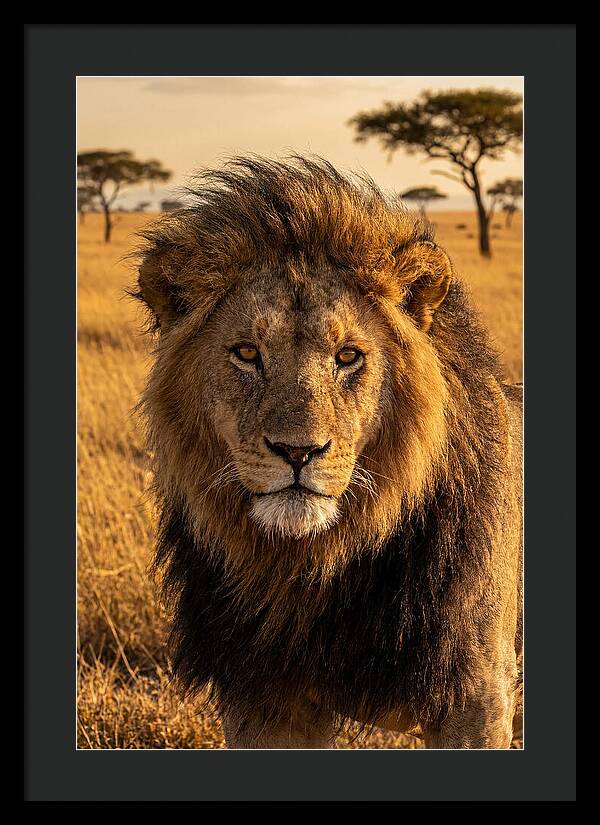 African Lion Majesty