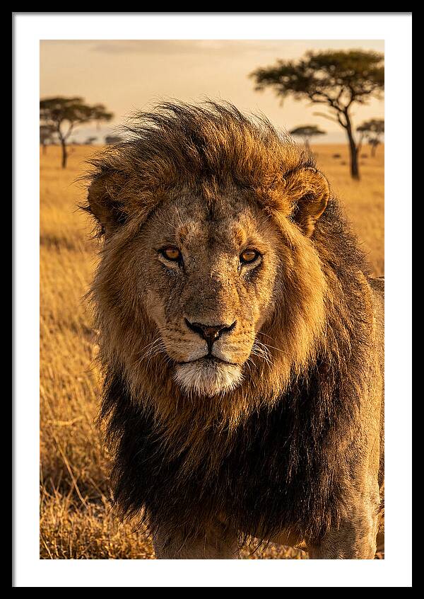 African Lion Majesty