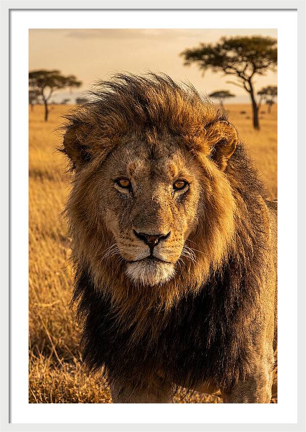 African Lion Majesty