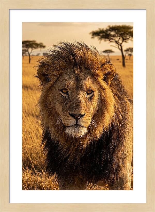 African Lion Majesty