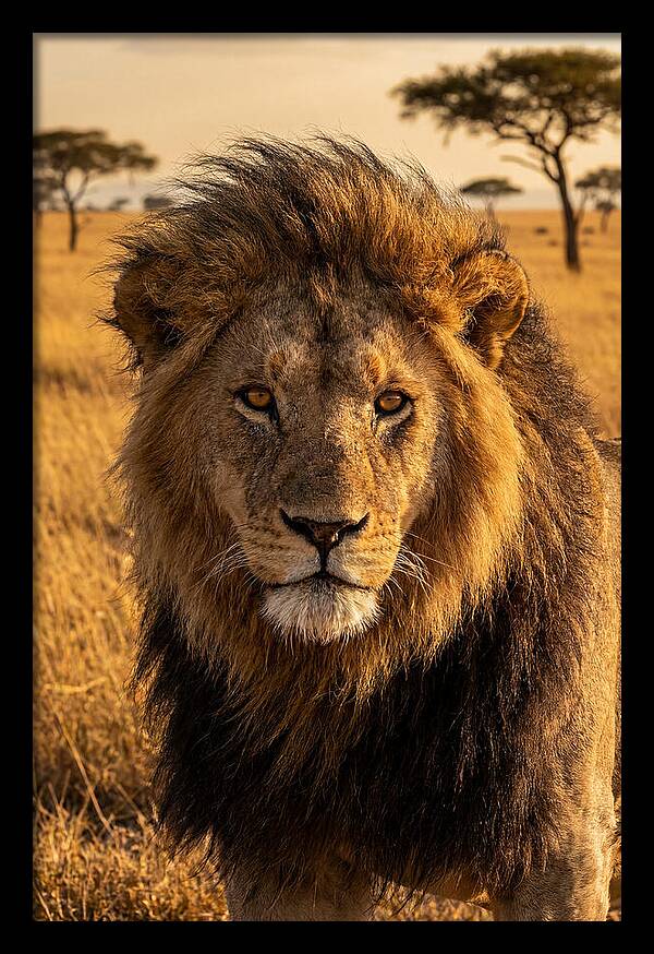 African Lion Majesty
