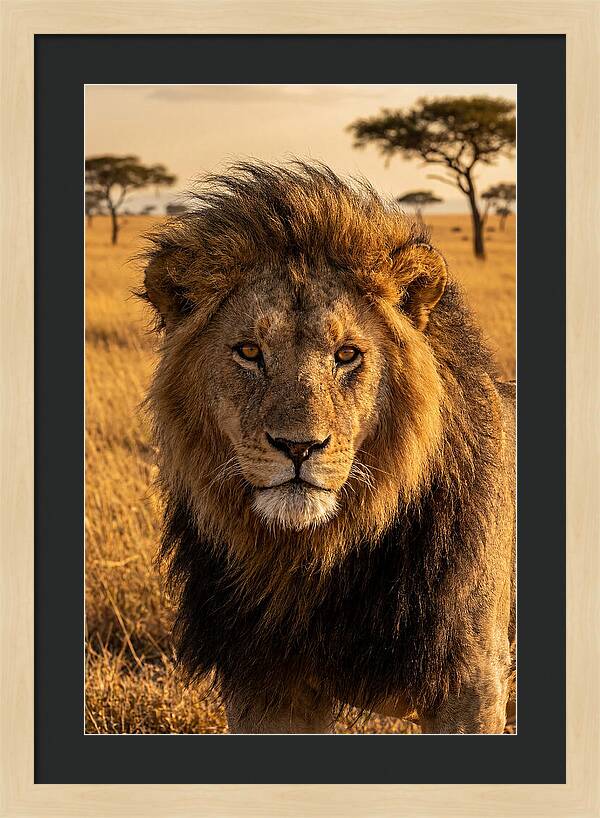 African Lion Majesty