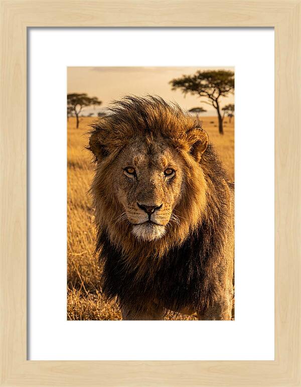 African Lion Majesty
