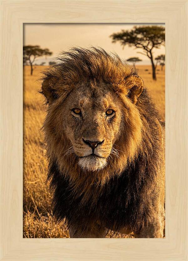 African Lion Majesty