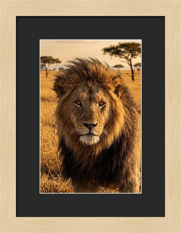 African Lion Majesty