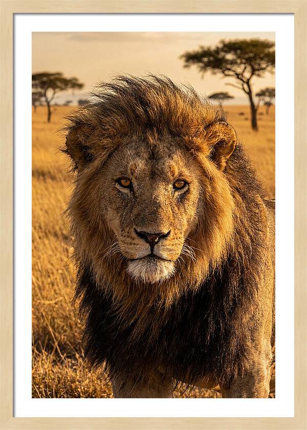 African Lion Majesty