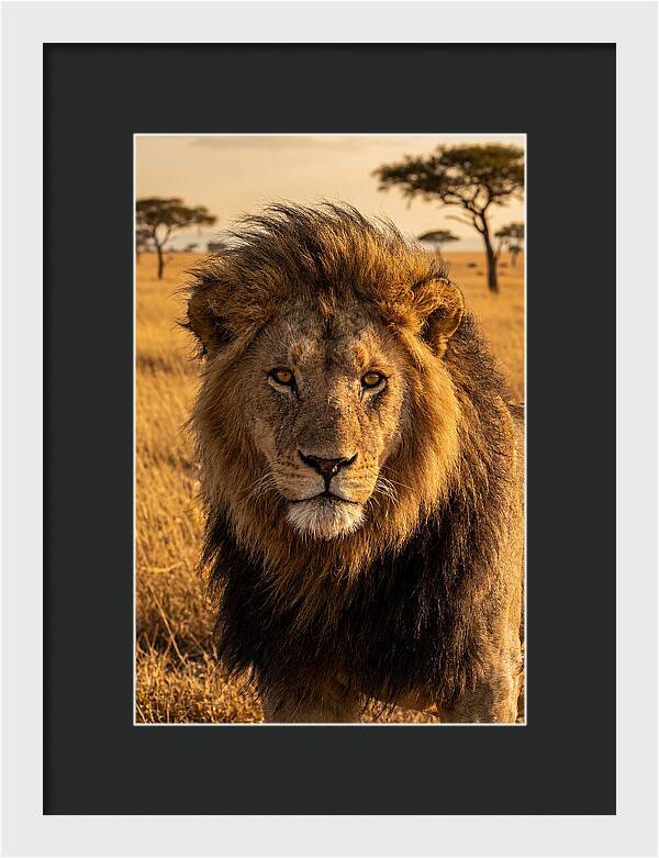 African Lion Majesty