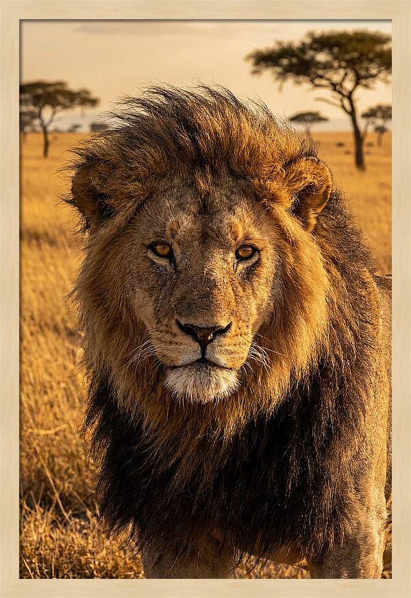 African Lion Majesty