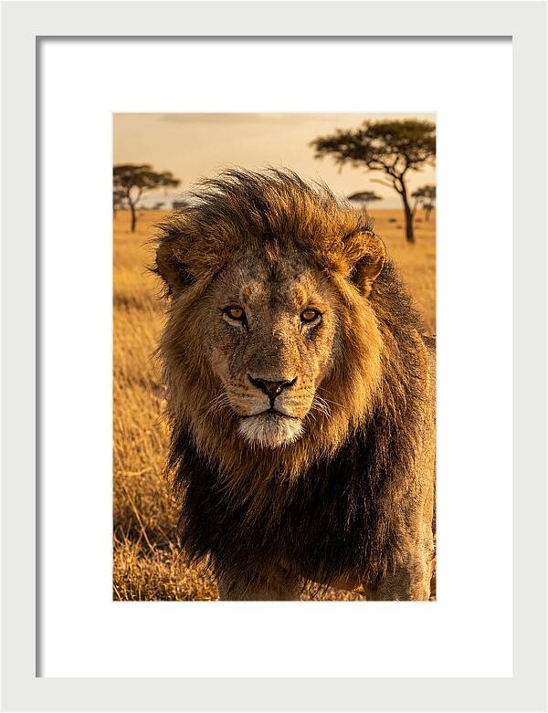 African Lion Majesty