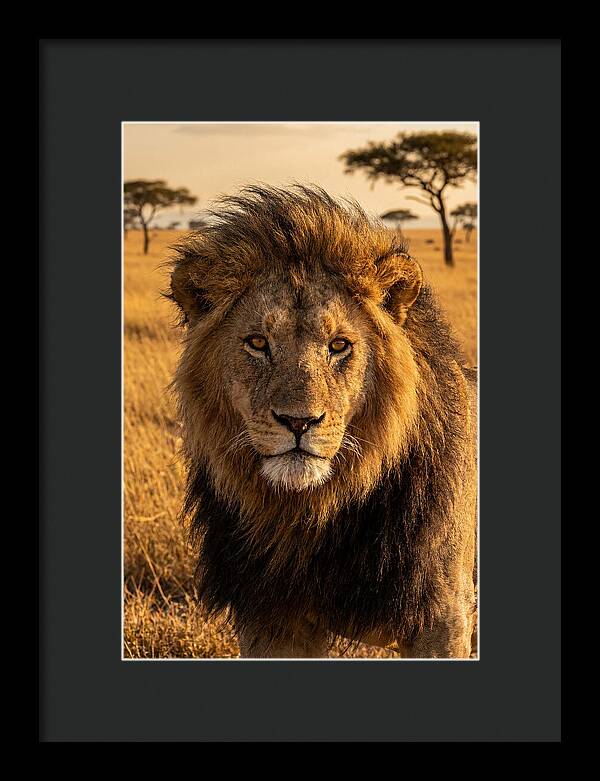 African Lion Majesty