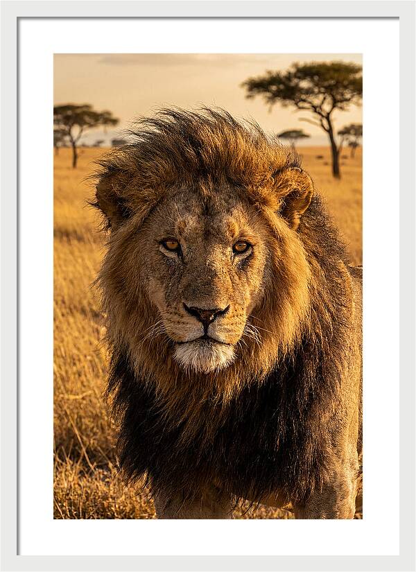 African Lion Majesty