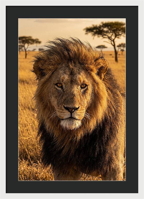 African Lion Majesty