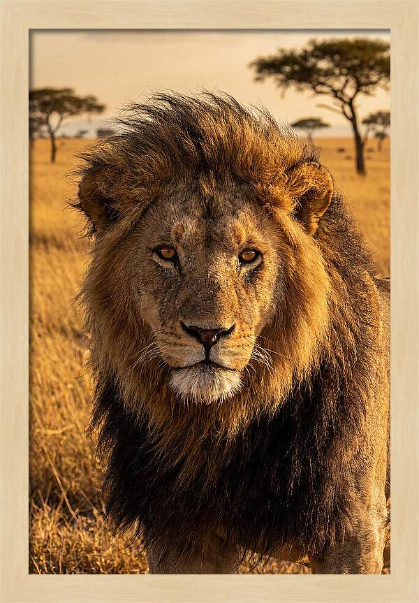 African Lion Majesty