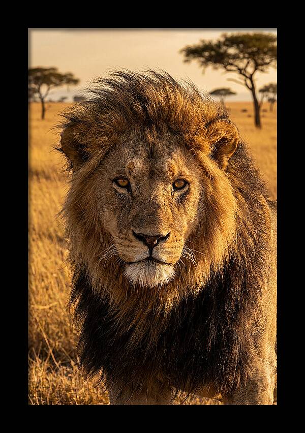 African Lion Majesty