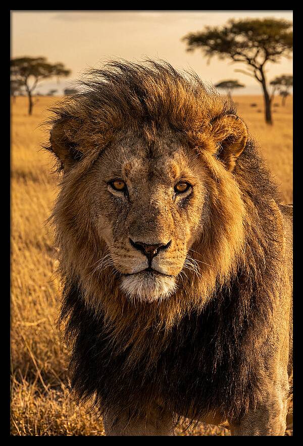 African Lion Majesty