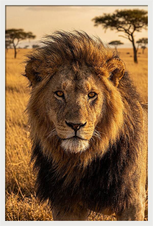 African Lion Majesty
