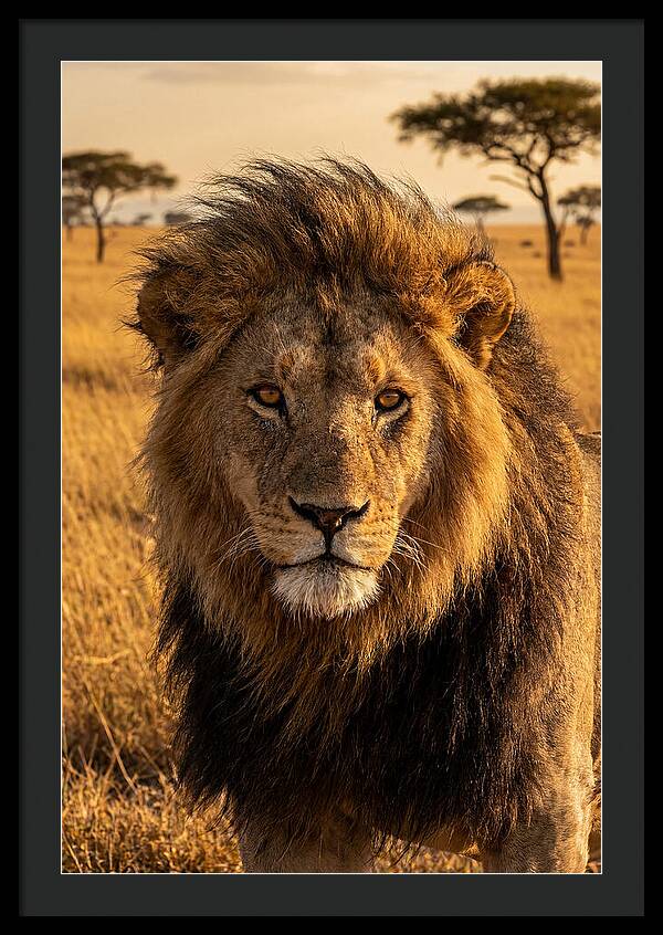 African Lion Majesty