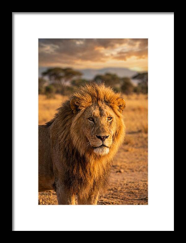 African Lion Portrait At Sunset