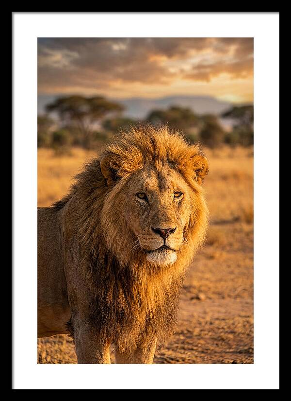 African Lion Portrait At Sunset