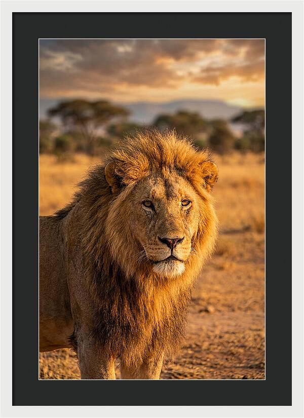 African Lion Portrait At Sunset