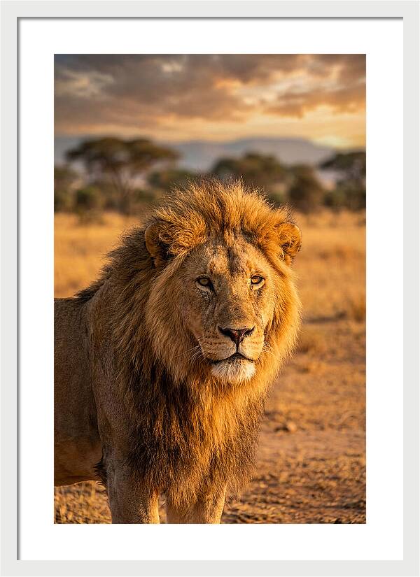 African Lion Portrait At Sunset