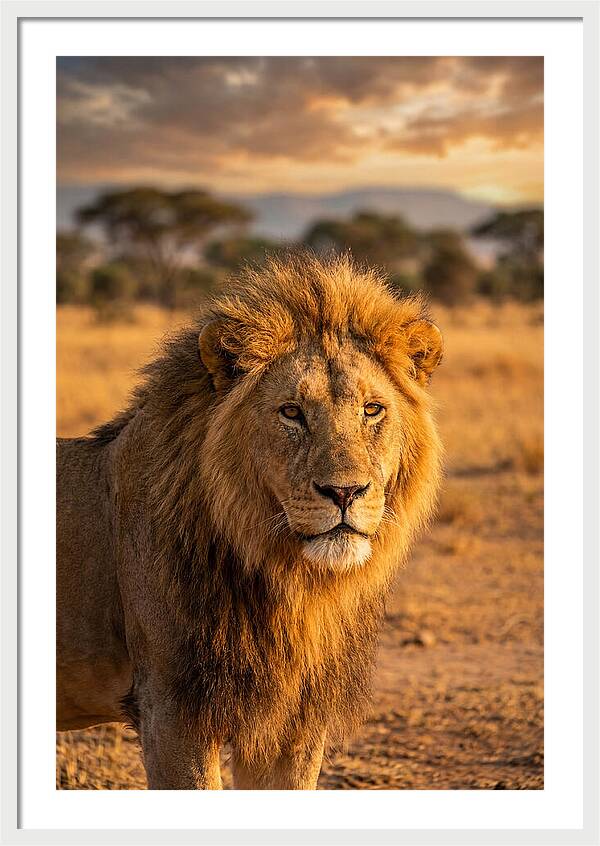 African Lion Portrait At Sunset