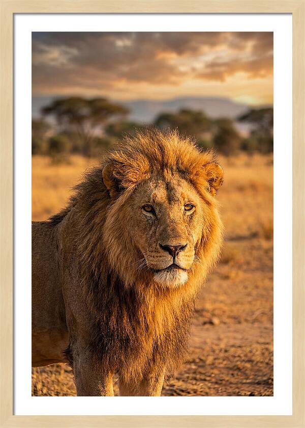 African Lion Portrait At Sunset