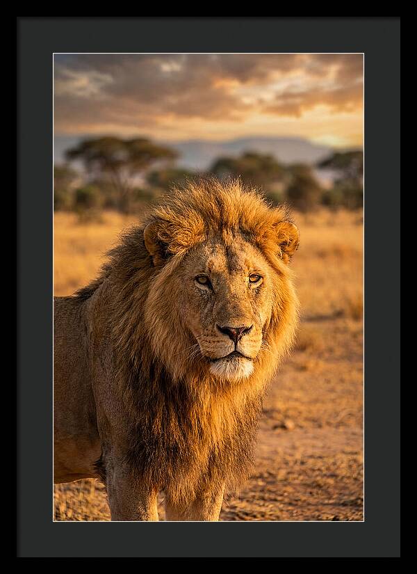 African Lion Portrait At Sunset