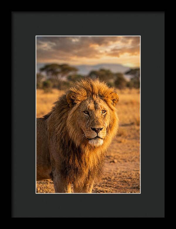 African Lion Portrait At Sunset