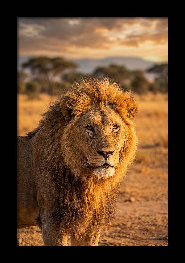 African Lion Portrait At Sunset