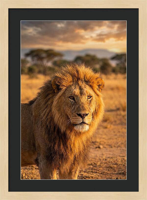 African Lion Portrait At Sunset