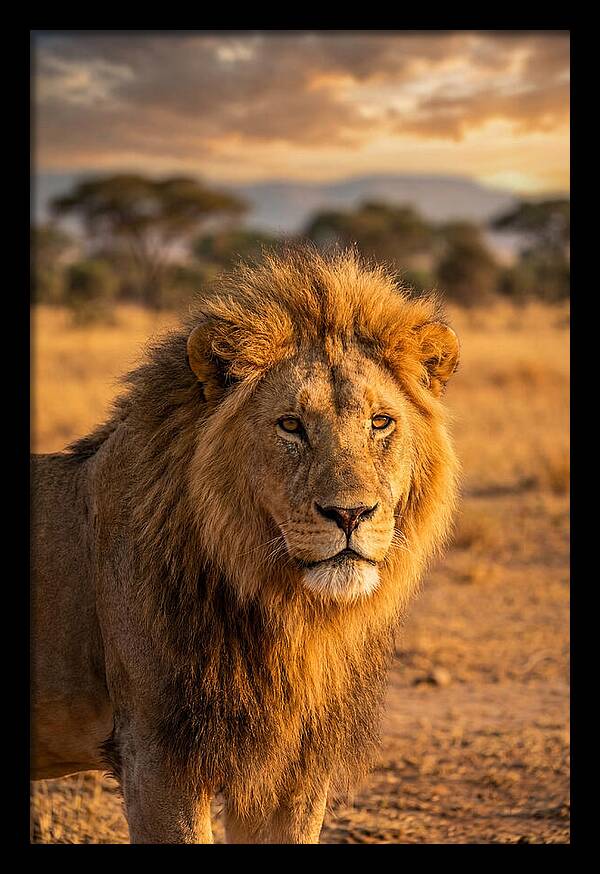 African Lion Portrait At Sunset