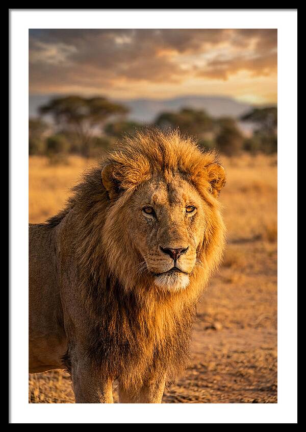 African Lion Portrait At Sunset