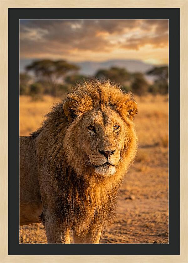 African Lion Portrait At Sunset