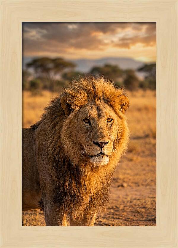 African Lion Portrait At Sunset