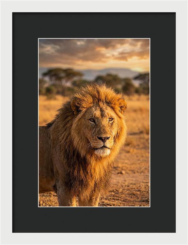 African Lion Portrait At Sunset