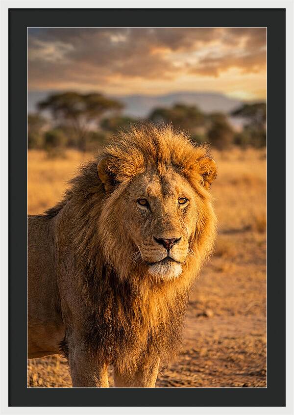 African Lion Portrait At Sunset
