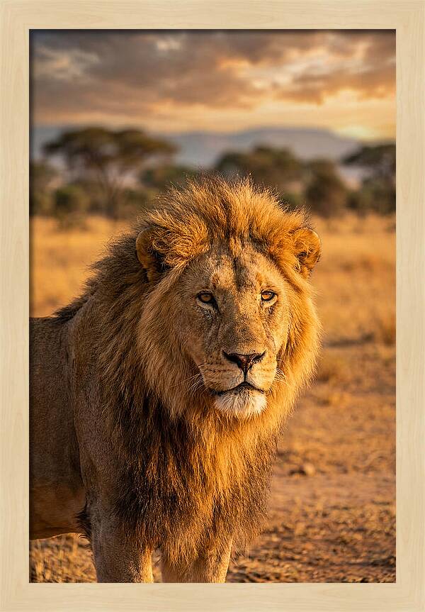 African Lion Portrait At Sunset